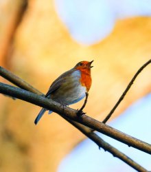 Jahreszeit, Frühjahr © pixabay