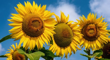 Sonnenblumen © scabrn - stock.adobe.com